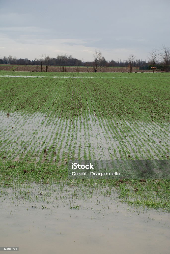 Inundado campo de mudas - Foto de stock de Colheita royalty-free