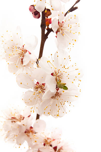 istock Branch of Apricot Blossom 178011802