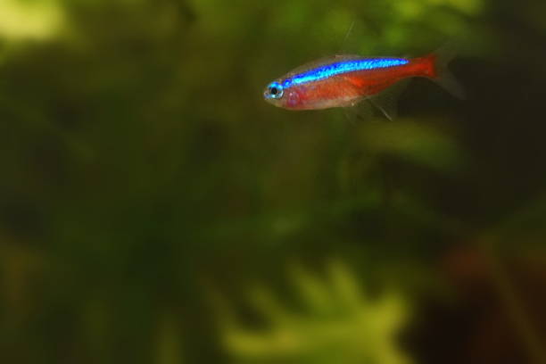 istock Cardinal tetra（Paracheirodon axelrodi） 1780118707