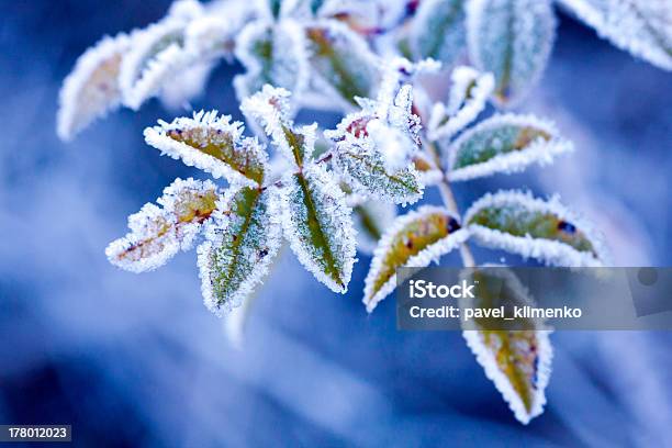 Frozen Brunch Stock Photo - Download Image Now - Ice, Leaf, Winter