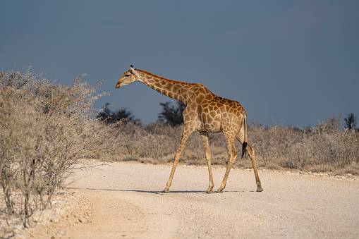 Giraffe runs over gravel road in Namibia, Africa