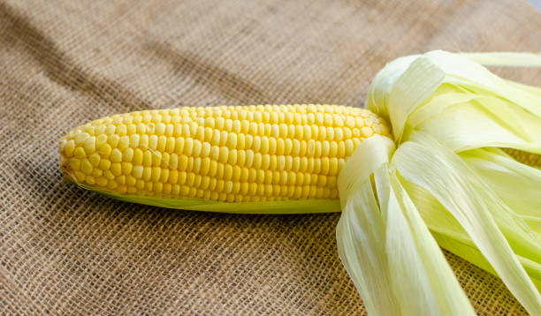 istock Single sweet corn cob on brown sackcloth background. side view 1780128387