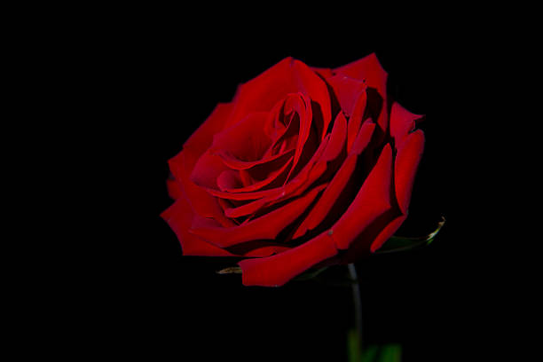 istock Portrait of a Rose 178013000