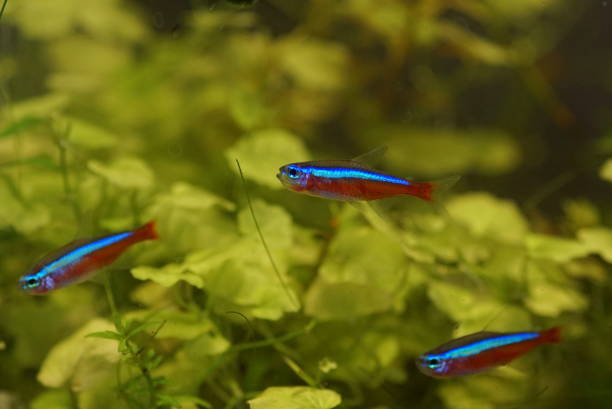 istock Cardinal tetra（Paracheirodon axelrodi） 1780130824