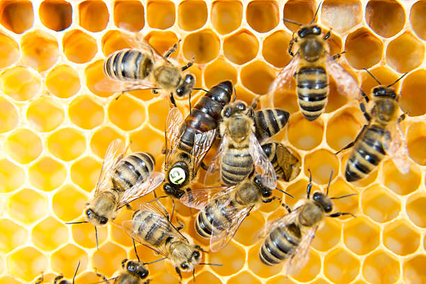 istock Queen bee surround by worker bees in honey comb hive 178013128