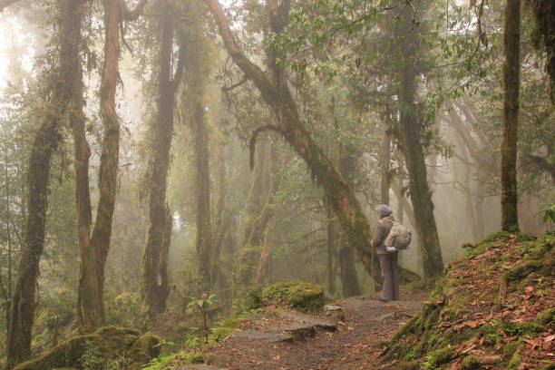 istock Dream like rhododendron rain forest in Nepal 1780134215