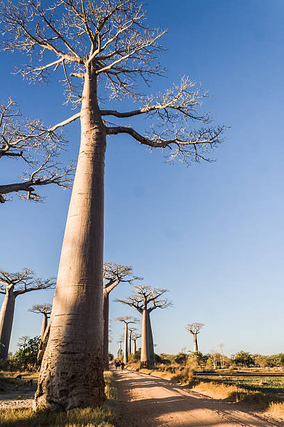 istock The Baobab Alley 178013470