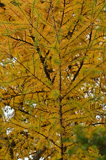 Vertical of golden tamarack foliage (Larix laricina -- aka American larch) in autumn New England. A rare deciduous conifer. Tamarack needles grow in soft brushlike clumps and turn from blue-green to yellow before dropping in the fall. This member of the pine family is one of the most northern trees. Taken in the Litchfield Hills of northwest Connecticut.