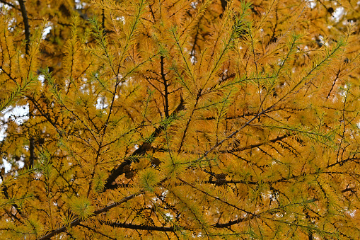 Golden tamarack foliage (Larix laricina -- aka American larch) in autumn New England. A rare deciduous conifer. Tamarack needles grow in soft brushlike clumps and turn from blue-green to yellow before dropping in the fall. This member of the pine family is one of the most northern trees. Taken in the Litchfield Hills of northwest Connecticut.