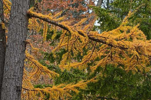 Tamarack tree (Larix laricina -- aka American larch), a rare deciduous conifer, turning golden in fall. Tamarack needles grow in soft brushlike clumps and turn from blue-green to yellow before dropping in the fall. This member of the pine family is one of the most northern trees. Taken in the Litchfield Hills of northwest Connecticut.
