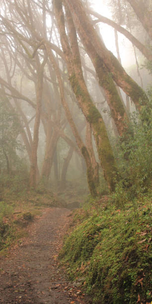 istock Trekking trail in a rhododendron rain forest in Nepal 1780136401