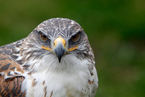 Ferringulus Hawk 590+ Ferruginous Hawk Stock Photos, Pictures & Royalty-Free Images - iStock