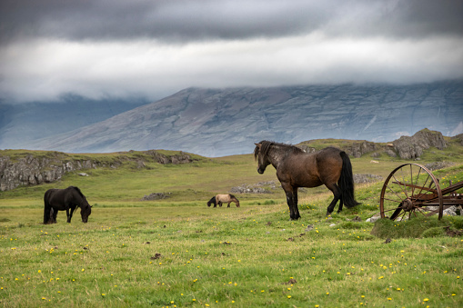 Horses in sud ovest Iceland