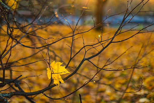 Yellow trees in autumn. Maple leaves lit by the sun, selective soft focus.