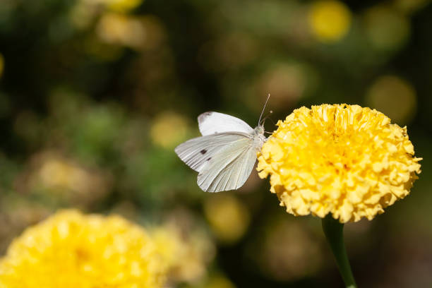 istock A white butterfly sits on a yellow flower. 1780146927