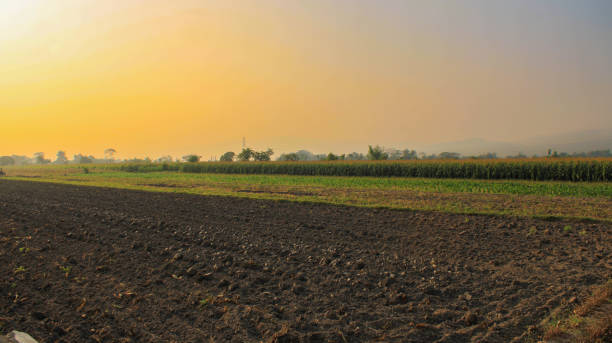 istock fields ready to be planted in the morning 1780152529