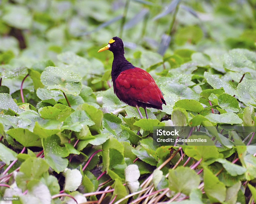 Erwachsenen Northern Jacana, Costa Rica - Lizenzfrei Blatt - Pflanzenbestandteile Stock-Foto