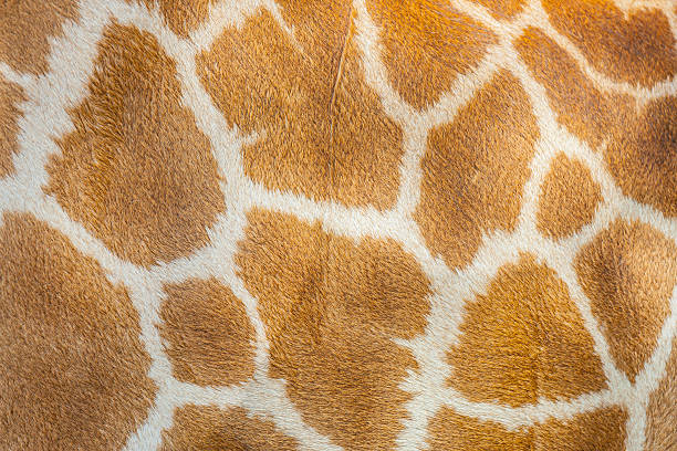 Die Giraffe Haar Struktur – Foto