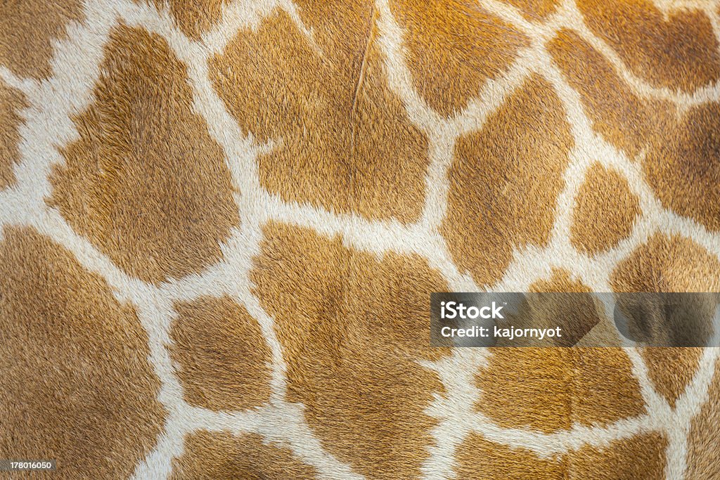 Текстура волос с Жираф - Стоковые фото Волосы животного роялти-фри