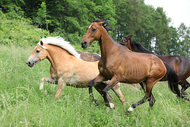 lote de cavalos de corrida - hafling imagens e fotografias de stock