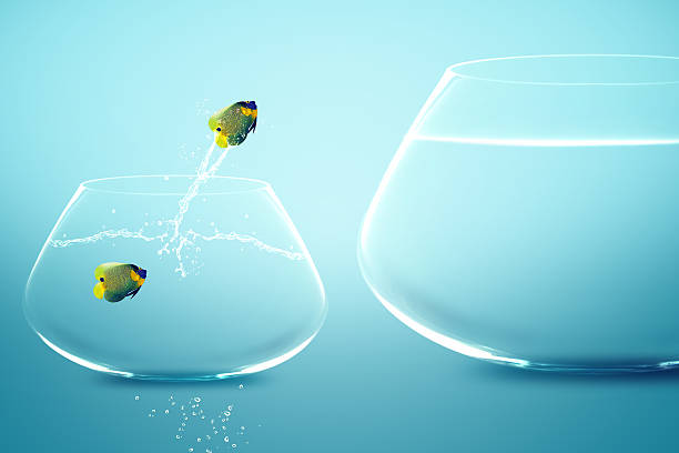 istock Angelfish jump to big fishbowl 178016157