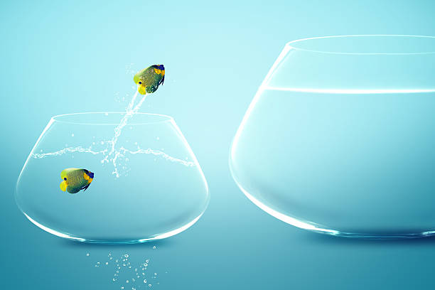 Angelfish jump to big fishbowl Angelfish jump to big fishbowl leap of faith stock pictures, royalty-free photos & images