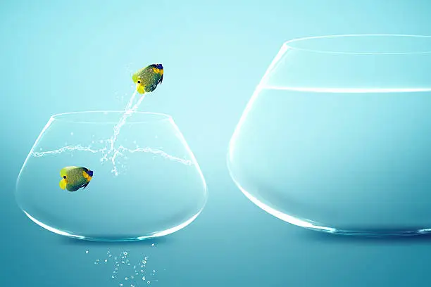Angelfish jump to big fishbowl