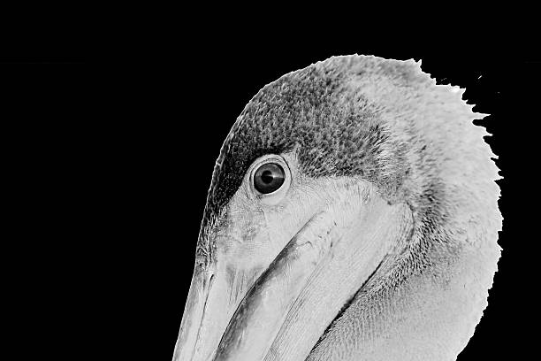 istock Pelican portrait in black and white 178016392