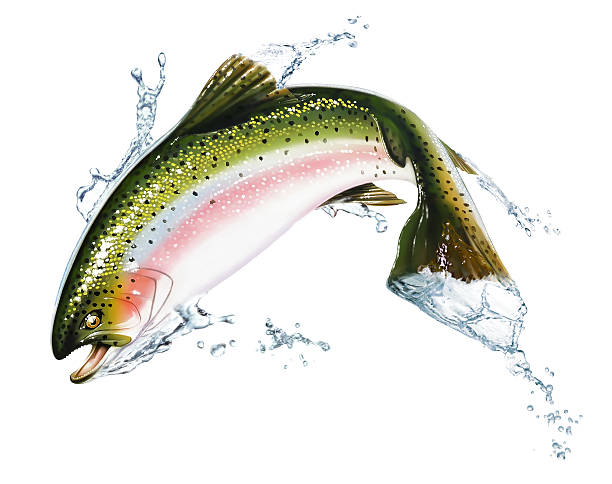 Fish jumping out of the water, with some splashes. Photorealistic airbrush illustration, on white background. Clipping path included.
