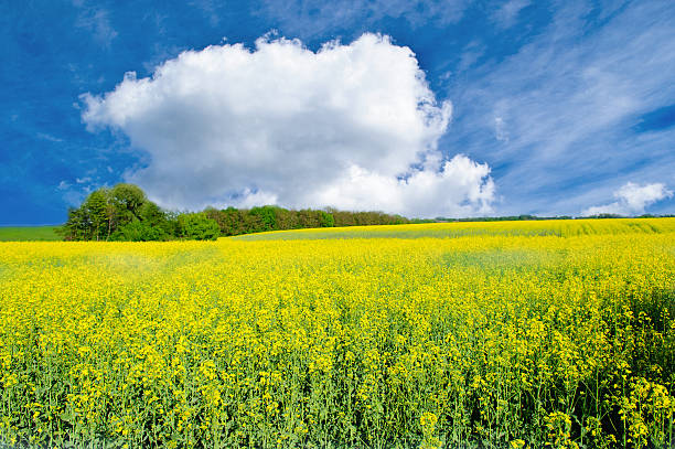 istock field of yellow rapeseed 178016552