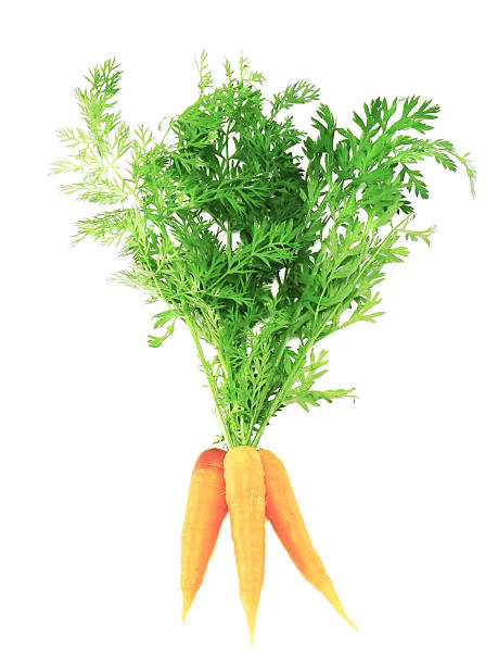 istock Fresh carrot with green branch . Isolated. 178016710