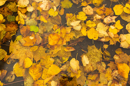 Leaves in puddle. Autumn.