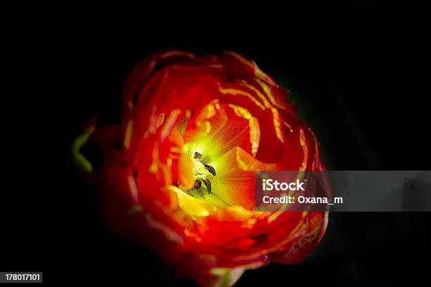 Vermelho Lava - Fotografias de stock e mais imagens de Amor - Amor, Aniversário, Bouquet