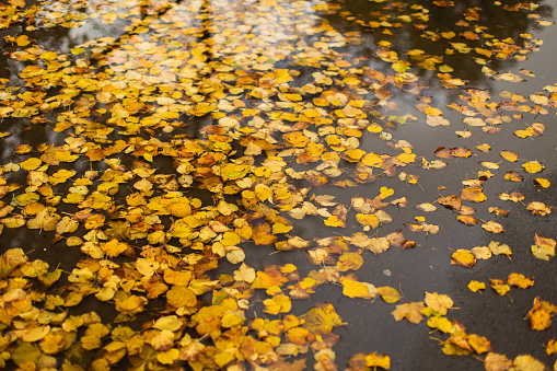 Leaves in puddle. Autumn.
