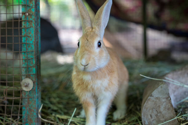 istock Beautiful rabbits in a farm 1780174083