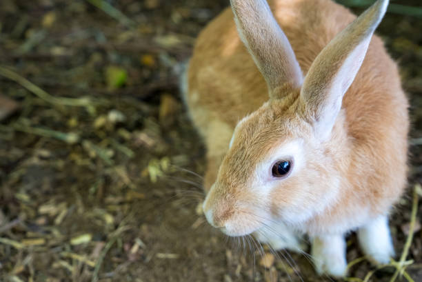 istock Beautiful rabbits in a farm 1780174615