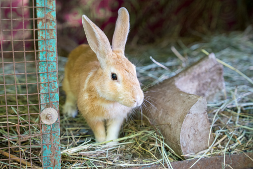 Farmlands Rabbits Beautiful Rabbits In A Farm Stock Photo - Download Image Now ...