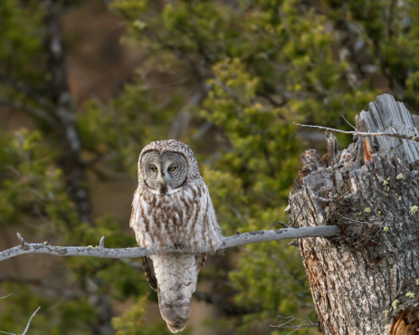 FIELD MARKS-large owl with dark, immobile eyes in large head dark barring on upper breast, dark streaking below long,barred tail lacks ear tufts