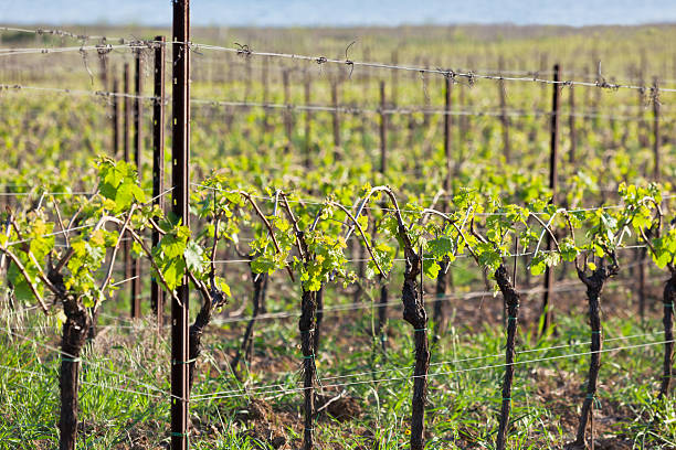istock Vineyards in Italy at sunset 178017681