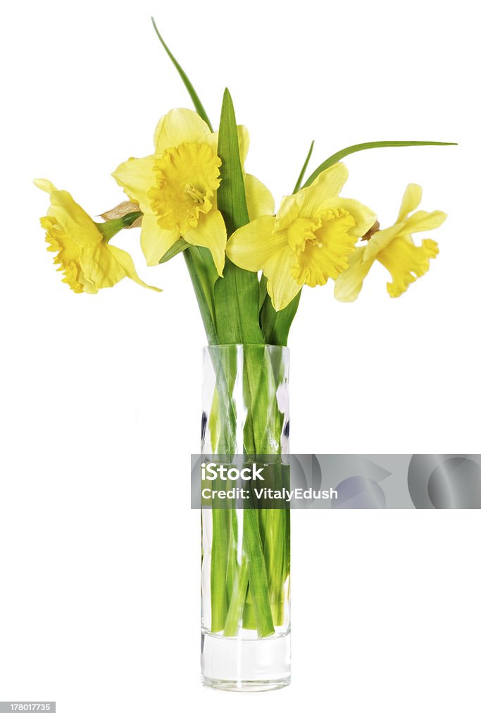 Beautiful spring flowers in vase: orange narcissus (Daffodil) Beautiful spring flowers in vase: orange narcissus (Daffodil). Isolated over white. April Stock Photo