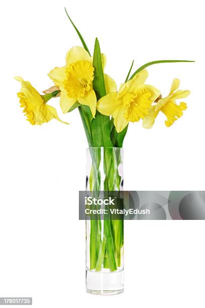 Beautiful Spring Flowers In Vase Orange Narcissus Stock Photo - Download Image Now