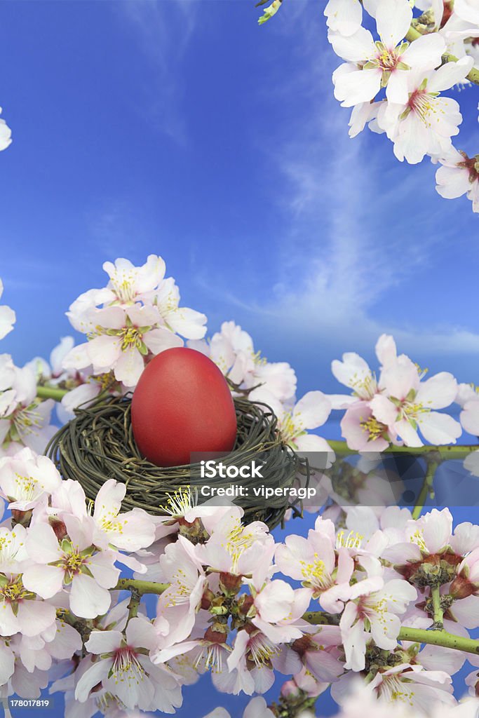 Easter egg in the nest on almond tree Easter egg in the nest on the almond tree Adult Stock Photo