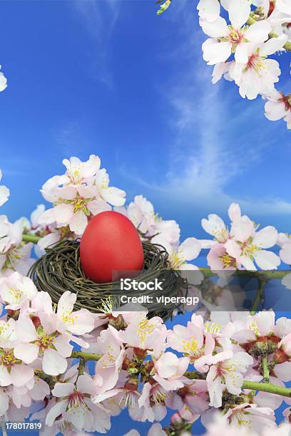 Easter Egg In The Nest On Almond Tree Stock Photo - Download Image Now - Adult, Animal Nest, April