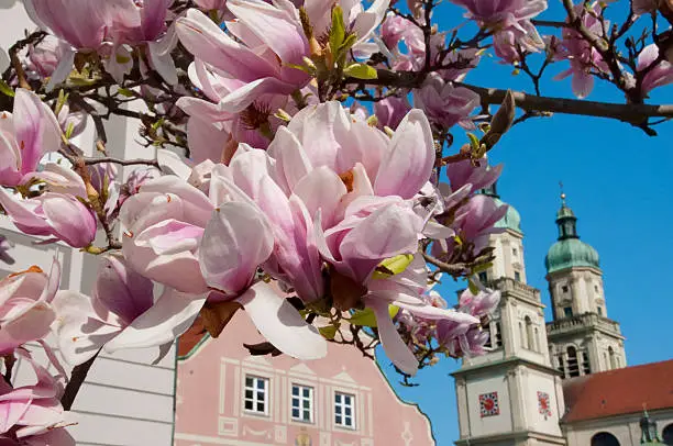 Magnolia blossoms in an European town