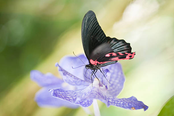 istock Great Mormon butterfly on purple orchid 178018097