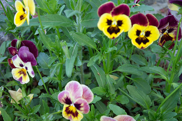 istock Bright  Fashionable Flowers 178018136