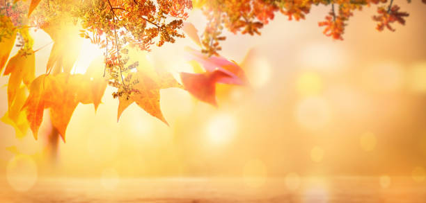 istock Autumn beech leaves decorate a beautiful nature bokeh background with glowing sunlight and blurred trees 1780181446