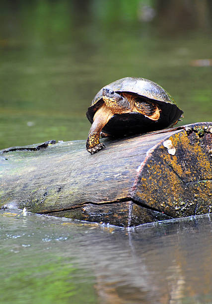 rivière turtle, au costa rica - turtle photos et images de collection