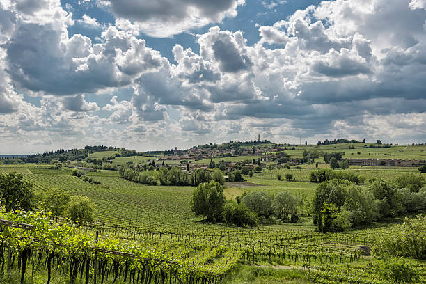 виноградники - soave стоковые фото и изображения