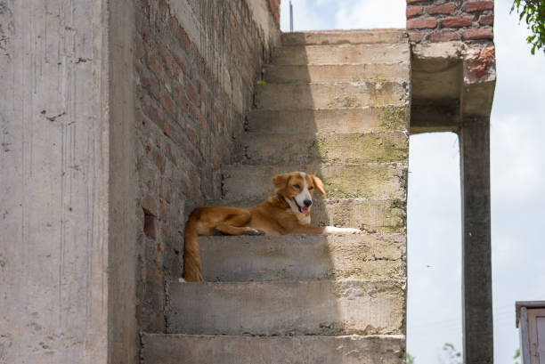 istock Farm dog sitting on stairs 1780195831